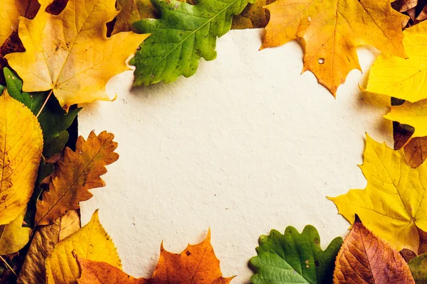 Composición de la hoja de otoño . — Foto de Stock