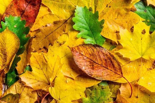 Zusammensetzung der Herbstblätter. — Stockfoto