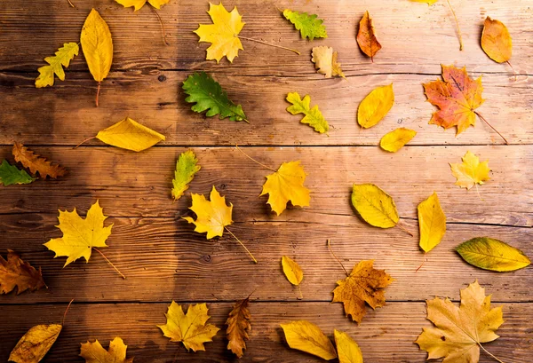 Zusammensetzung der Herbstblätter. — Stockfoto