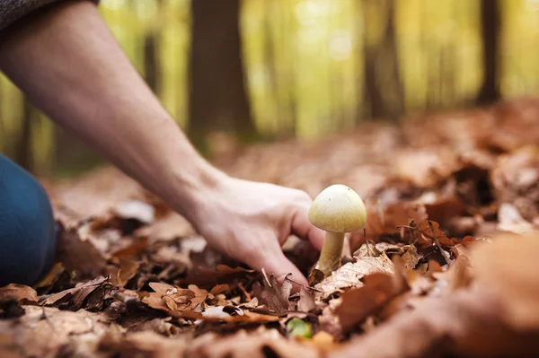 Man plukken van paddestoelen — Stockfoto