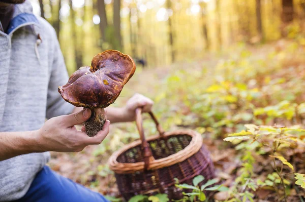 Homem que apanha cogumelos — Fotografia de Stock