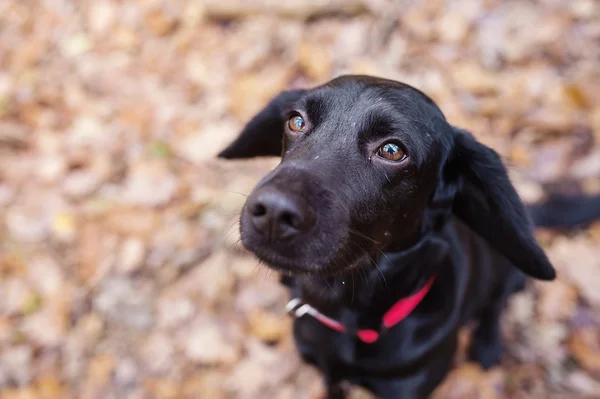 Schwarzer Hund draußen — Stockfoto