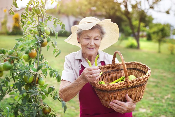 Äldre kvinna i hennes trädgård — Stockfoto