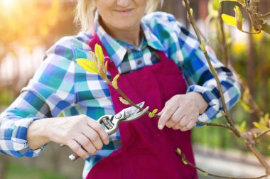 Kadın kıdemli budama Manolya ağacı