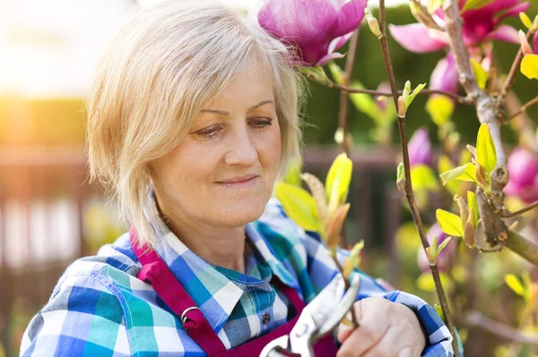 Äldre kvinna beskärning magnoliaträd — Stockfoto