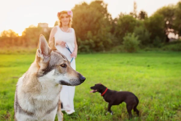 Jovem mulher com cães — Fotografia de Stock