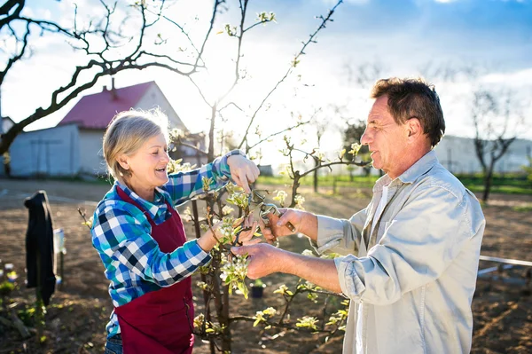 Senior couple pruning apple tree — Stock Photo, Image