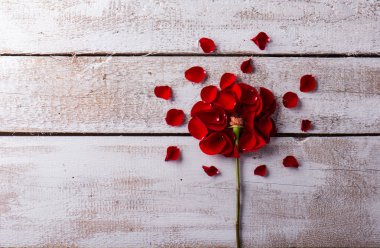 Kompozisyon seviyorum. Stüdyo vurdu.