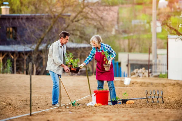 Старшая пара сажает саженцы в землю на заднем дворе — стоковое фото