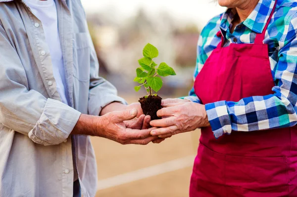 Close up of unrecognizable senior couple holding little seedling — Stockfoto