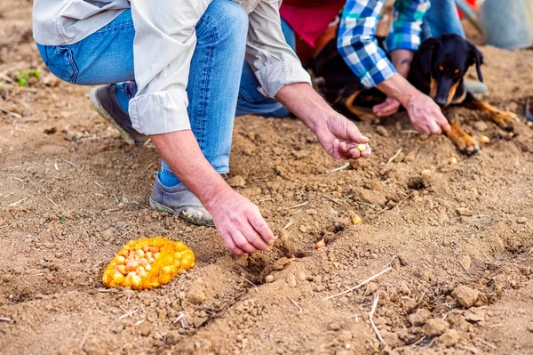 Primer plano de pareja mayor irreconocible plantando cebollas en fila — Foto de Stock