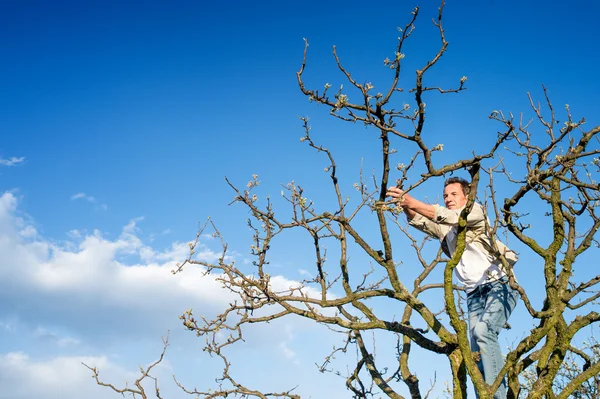 Senior man pruning tree branches against blue sky with clouds — 图库照片