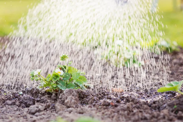 地面に植えて咲くイチゴの苗に水をまきます。日当たりの良い春. — ストック写真