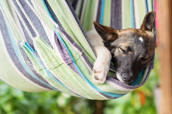 Nahaufnahme eines glücklichen Hundes, der in einer gestreiften Hängematte schläft. — Stockfoto