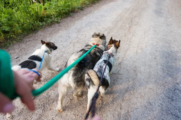 Unbekannter Mann geht mit drei Hunden auf trockener staubiger Straße spazieren — Stockfoto