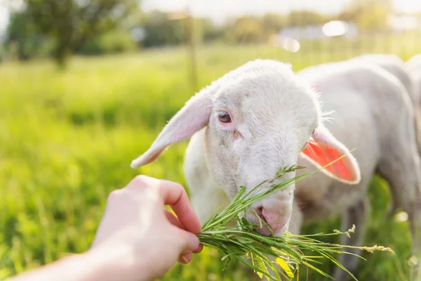 Detail eines Mannes, der Schafe mit Gras füttert. sonnige Wiese. — Stockfoto