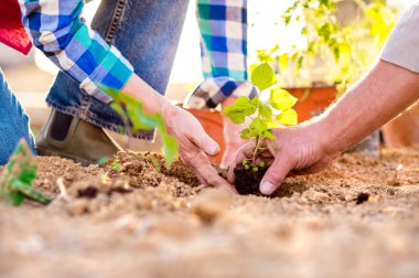 Close up of hands, senior couple planting little seedling