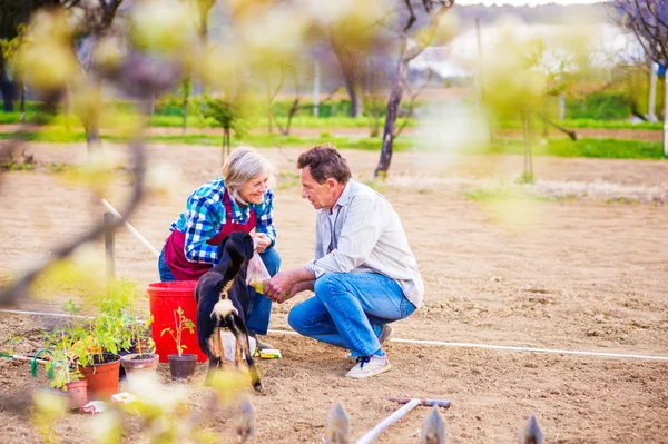 Seniorin und Mann pflanzen in ihrem Garten Samen an — Stockfoto