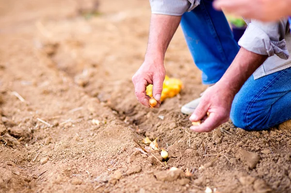 Senior man planting onions in row against dirt, detail — ストック写真