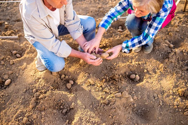 Close up, unrecognizable senior couple planting potatoes in row — Stock Photo, Image
