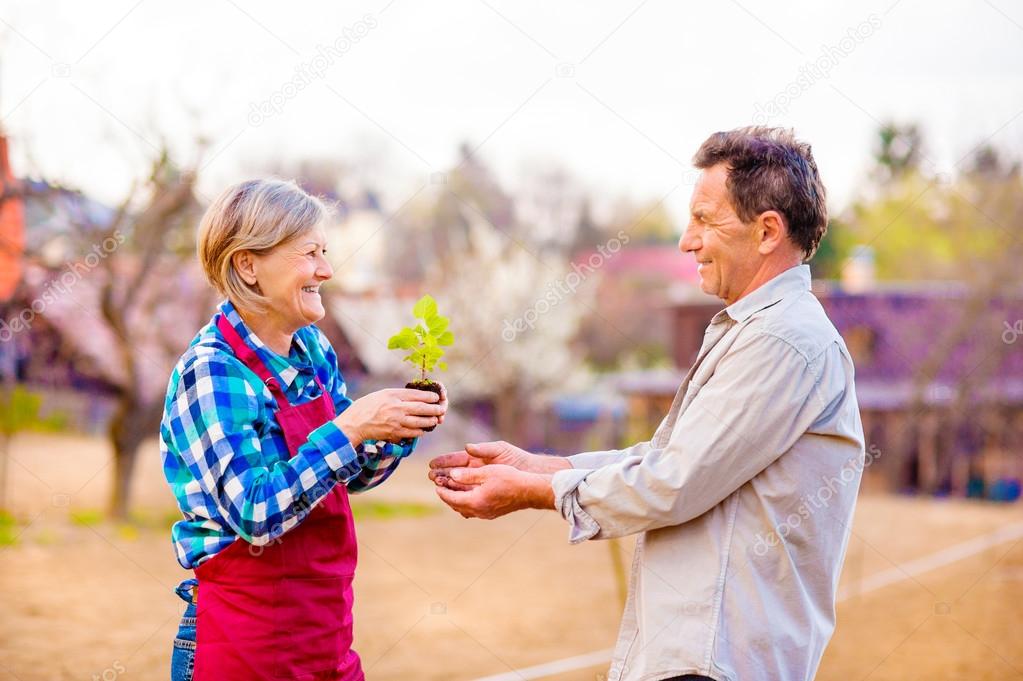 Senior couple holding seedling in their garden, spring nature