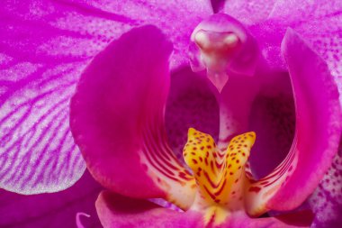 Güzel mor orkide - Phalaenopsis