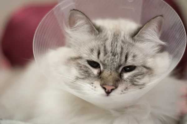 Beautiful cat Siberian Neva Masquerade in a plastic collar — Stock Photo, Image