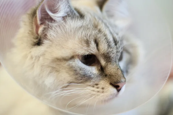 Beautiful cat Siberian Neva Masquerade in a plastic collar — Stock Photo, Image