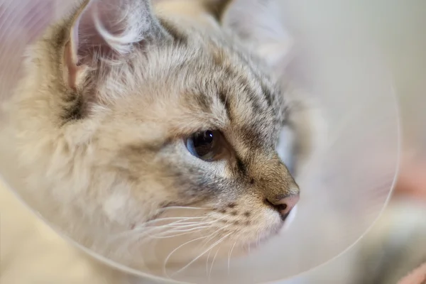 Beautiful cat Siberian Neva Masquerade in a plastic collar — Stock Photo, Image