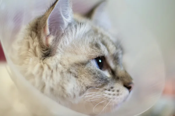 Beautiful cat Siberian Neva Masquerade in a plastic collar — Stock Photo, Image