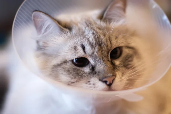 Красивая кошка сибирская Нева Маскарад в пластиковом воротнике — стоковое фото