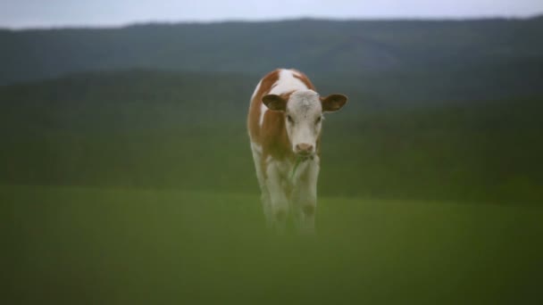小牛望着相机. — 图库视频影像