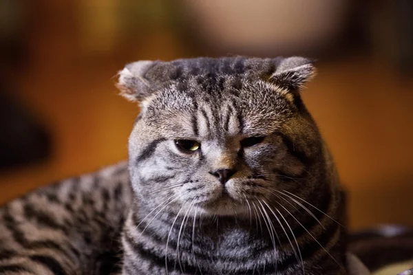 Tabby Scottish Fold cat — Stock Photo, Image