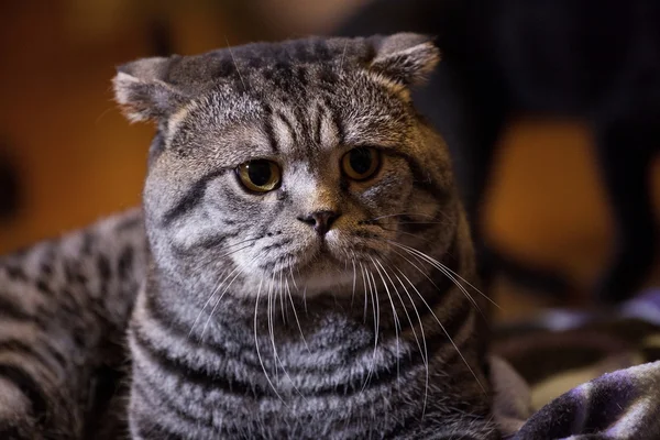 Tabby Scottish Fold cat — Stock Photo, Image