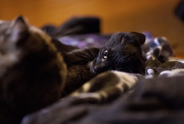 Gatinho preto — Fotografia de Stock