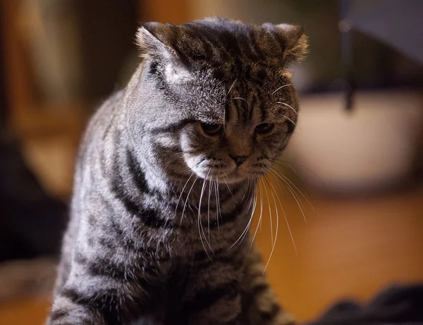 Tabby Scottish Fold cat — Stock Photo, Image