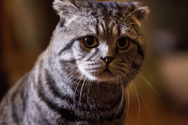 Tabby Scottish Fold cat — Stock Photo, Image