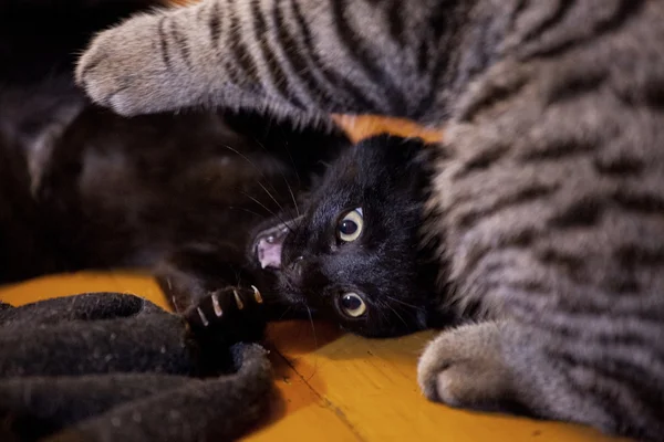 Кот и котенок играют на полу — стоковое фото