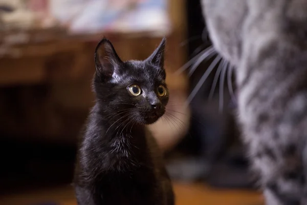 Black kitten — Stock Photo, Image