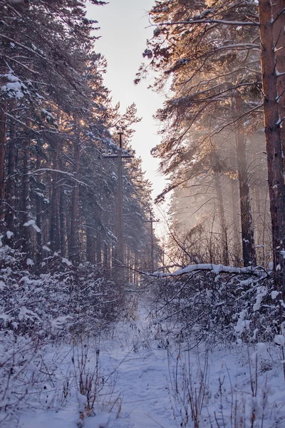 Zimní krajina v lese. — Stock fotografie