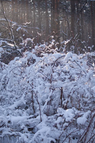 Winter landscape in the forest. — Stock Photo, Image