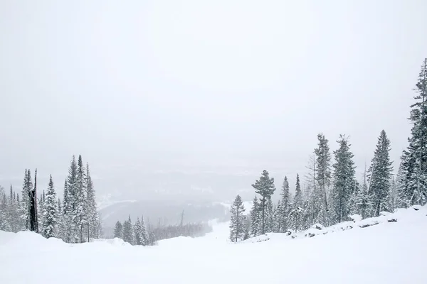 Floresta de Inverno — Fotografia de Stock