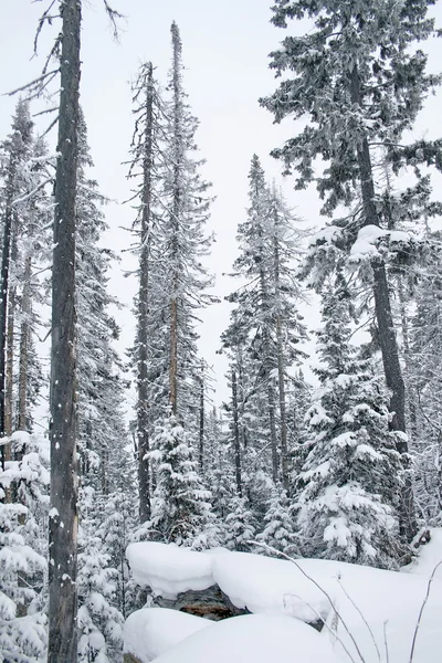 Winter forest — Stock Photo, Image