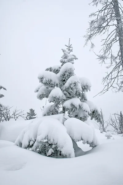 冬の森 — ストック写真