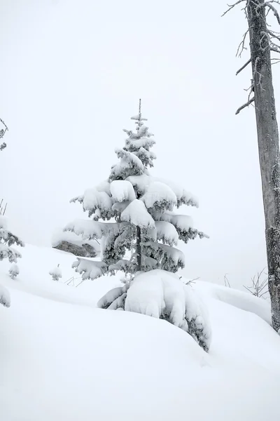 Talvimetsä — kuvapankkivalokuva