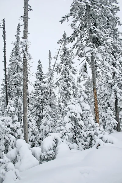 Winter forest — Stock Photo, Image