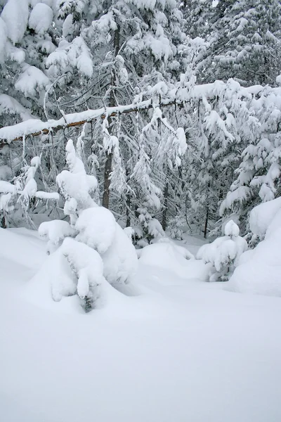 Winter forest — Stock Photo, Image