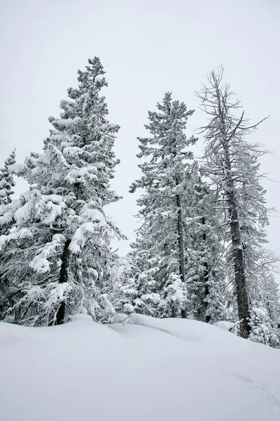 Bosque de invierno — Foto de Stock