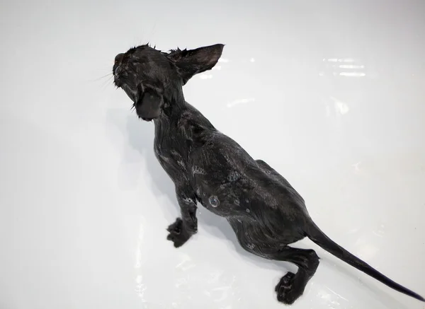 沐浴在浴缸里的黑色小猫 — 图库照片