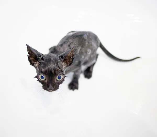 Little black kitten basking in the bath — Stock Photo, Image